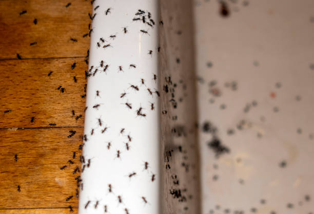 Best Termite Control Services  in Palo Alto, CA
